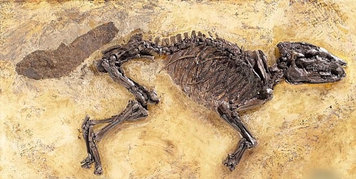 Propalaeotherium voigti