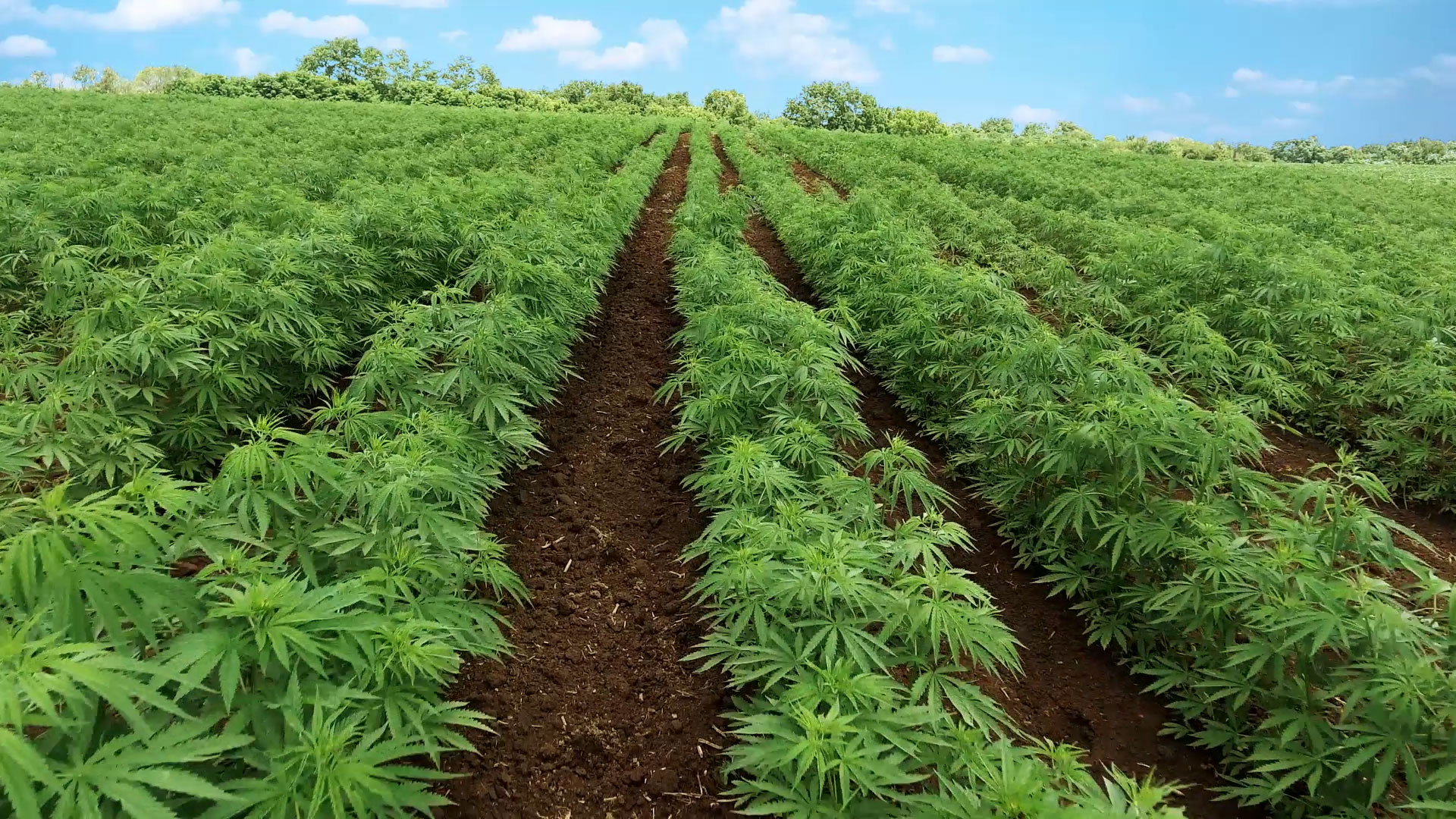 что такое плантации марихуаны