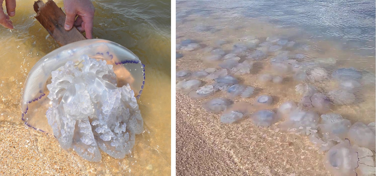 какие медузы водятся в черном море крым