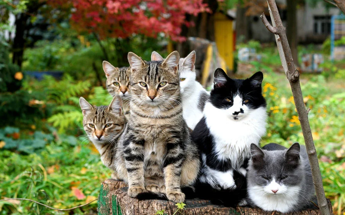 Четверо кошек. Кошки. Много кошек. Много котов. Стая кошек.
