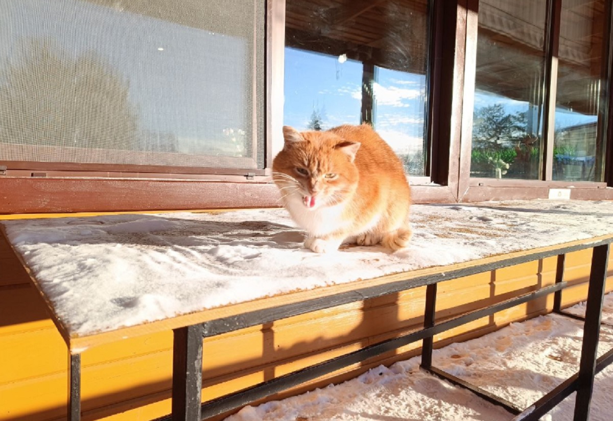 Кота приняли на работу в подмосковный супермаркет, оформив как самозанятого