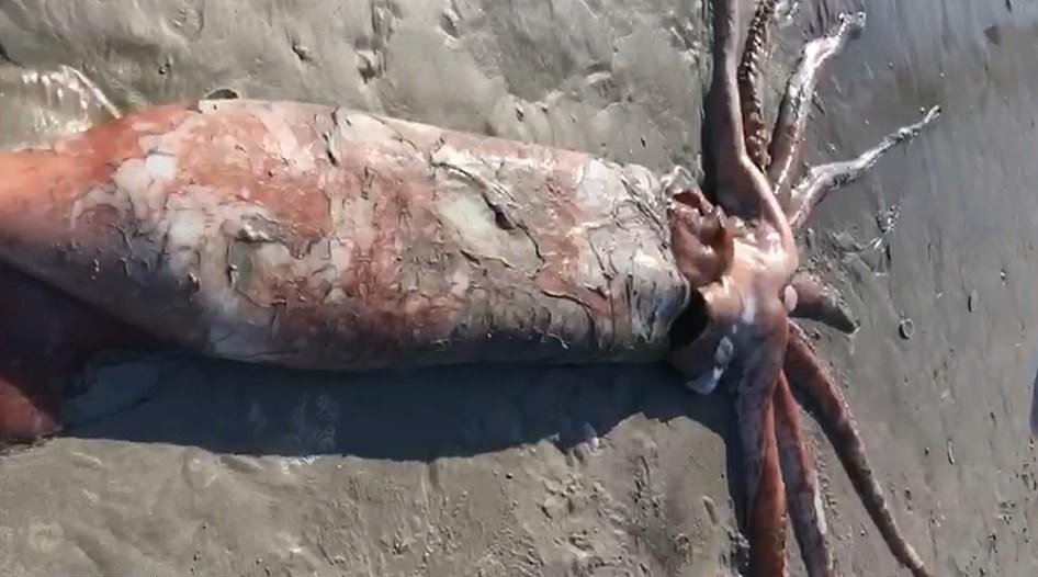 Огромного кальмара вынесло на берег в ЮАР