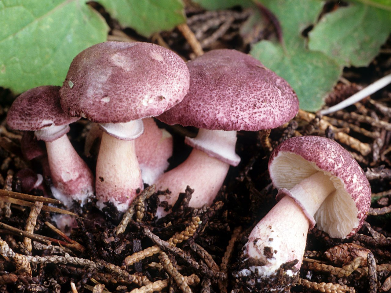 Лепиота коричнево красная грибы