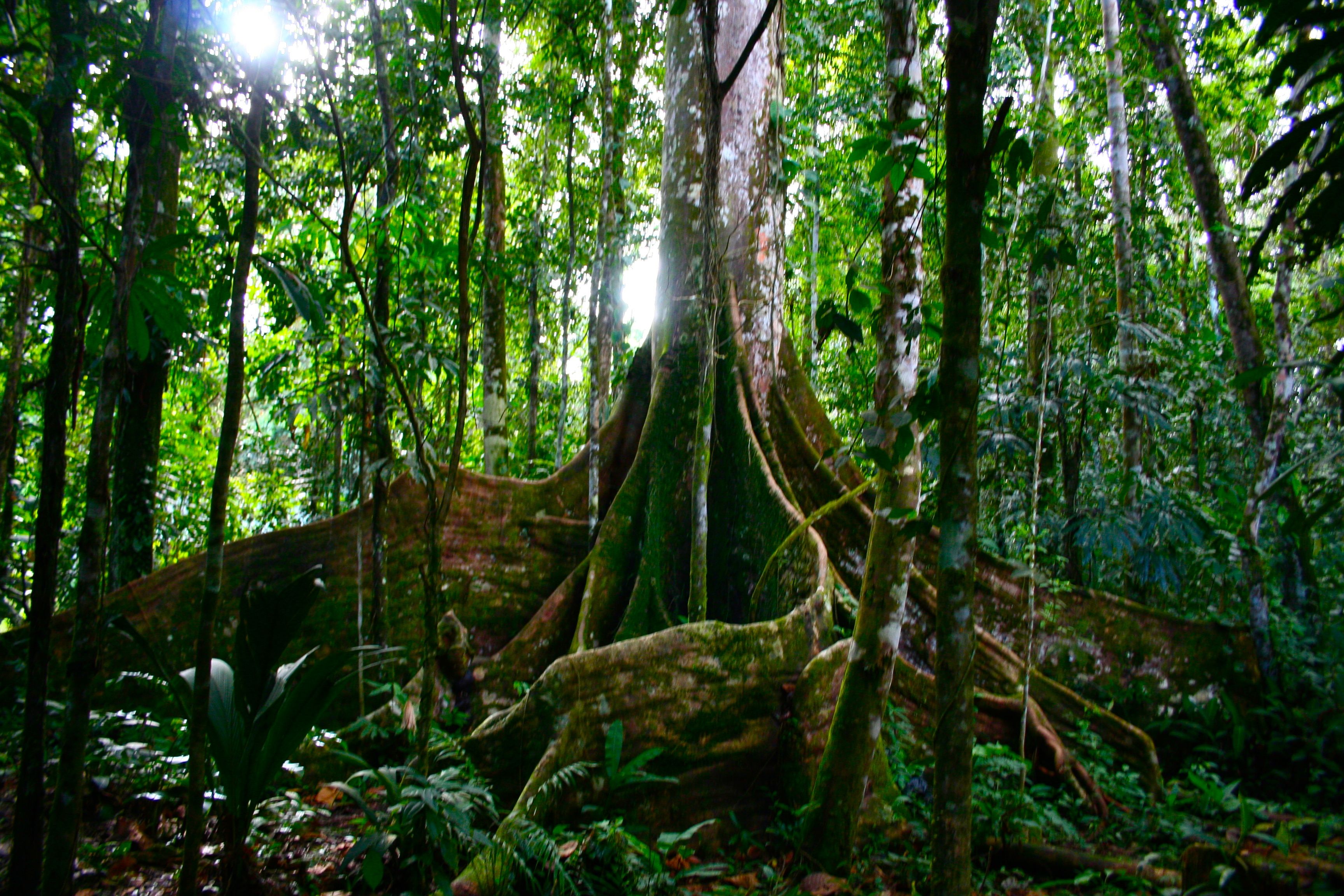 Amazon rainforest. Тропические леса амазонки в Бразилии. Бразилия тропические леса Сельва. Джунгли Амазонии в Южной Америке. Гилеи Бразилии.