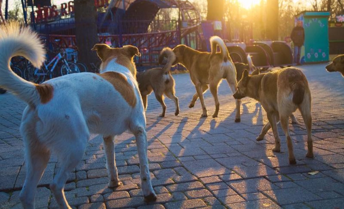 Город где снимали пса. Бродячие собаки Астрахань. Астрахань бродячие псы. Стая собак на улице.
