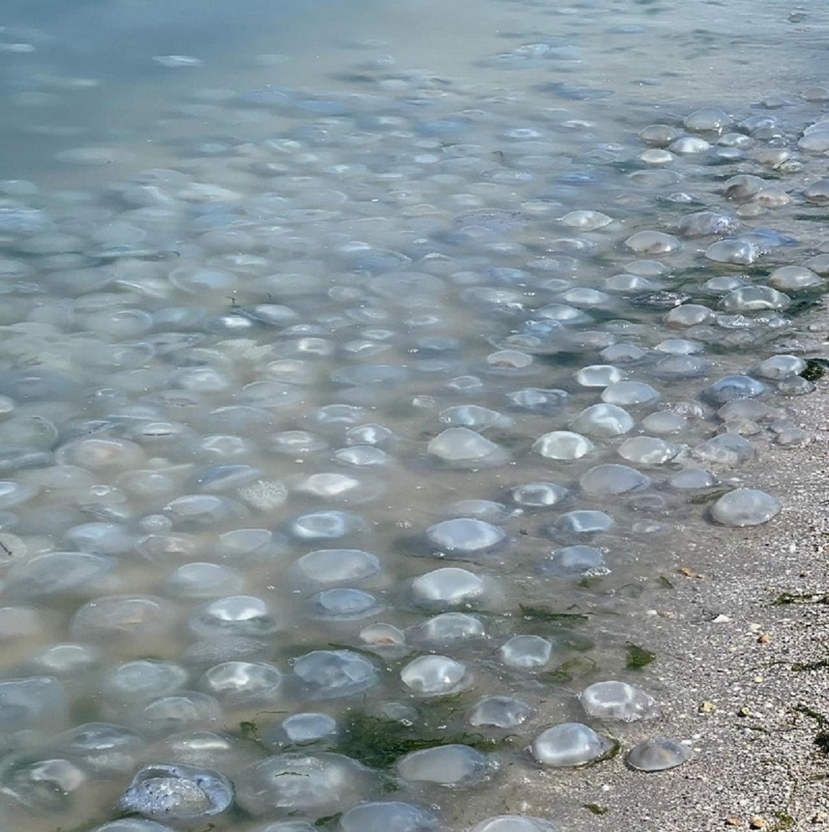 Почему много медуз. Медуза корнерот в Азовском море. Нашествие медуз в черном море 2022. Нашествие медуз в Азовском море. Медузы в Таганрогском заливе.