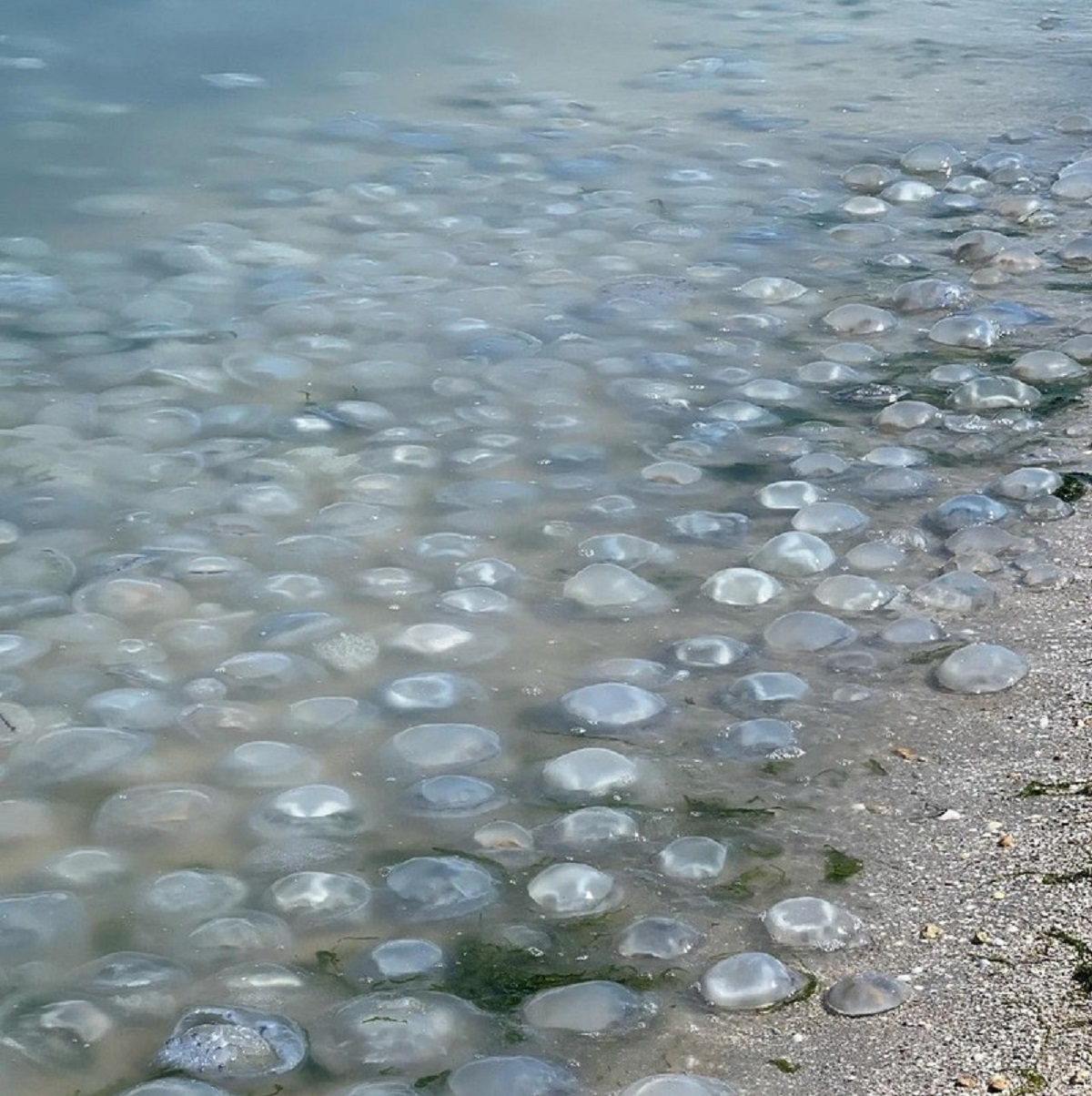 В черном море много. Нашествие медуз в черном море 2022. Корнерот в Азовском море. Медузы в Таганрогском заливе. Медуза корнерот в черном море.