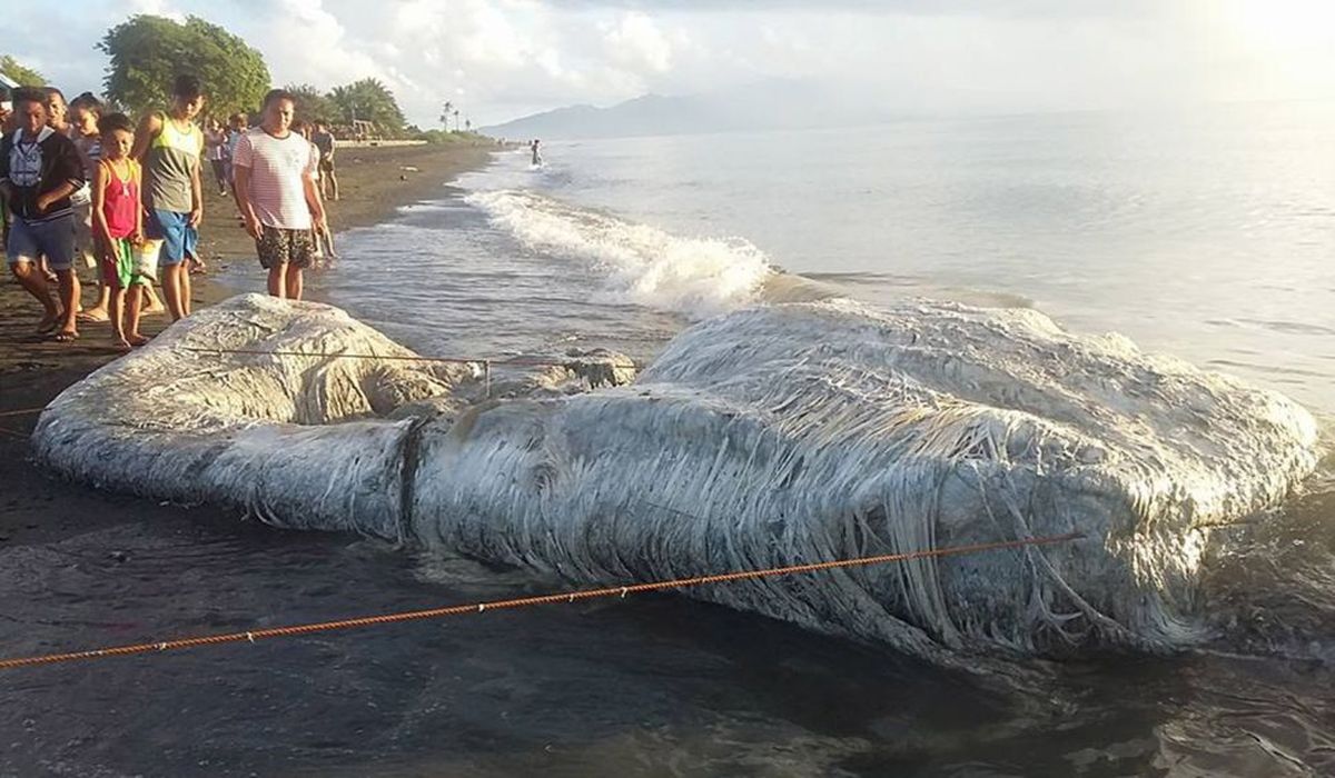 Морские странные существа фото