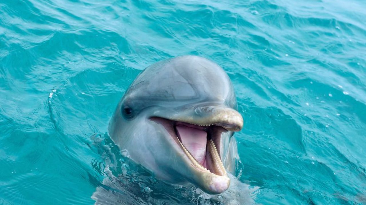 Мордочка дельфина