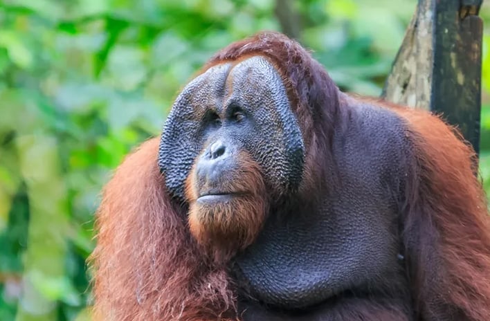 как узнать возраст животного. orangutan. как узнать возраст животного фото. как узнать возраст животного-orangutan. картинка как узнать возраст животного. картинка orangutan.