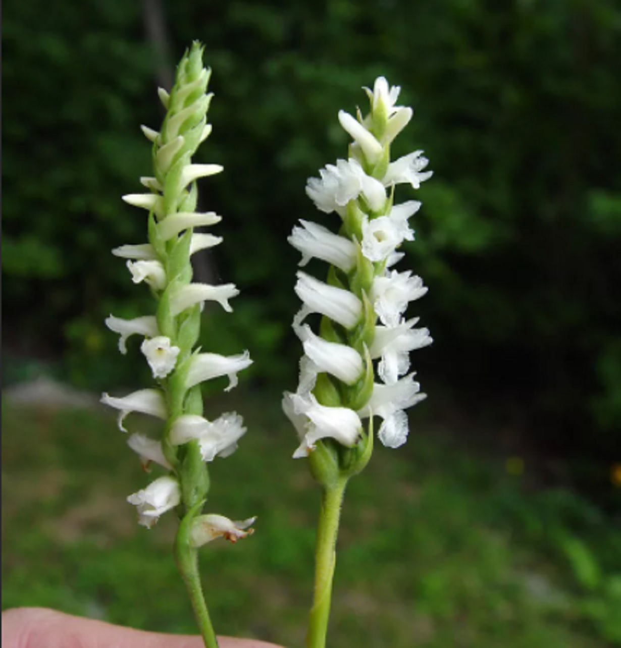 Spiranthes cernua