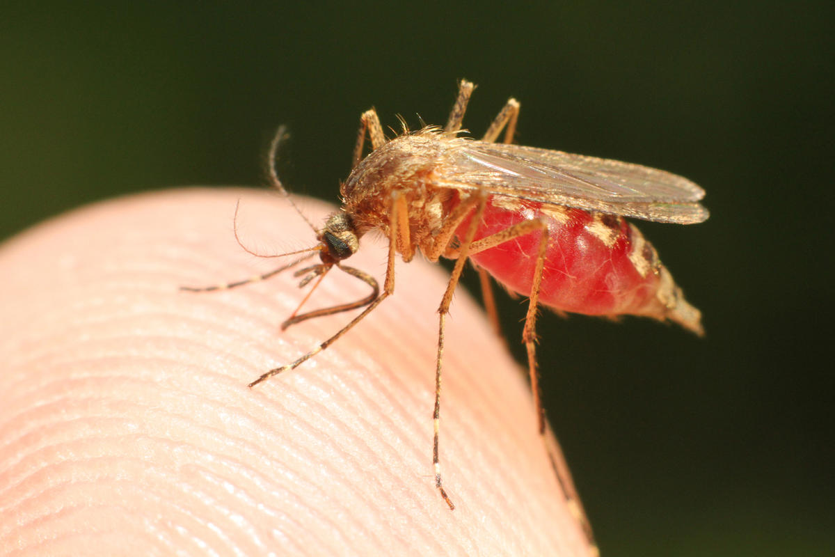 Ученые создали биологическое оружие, убивающее комаров лучше, чем .