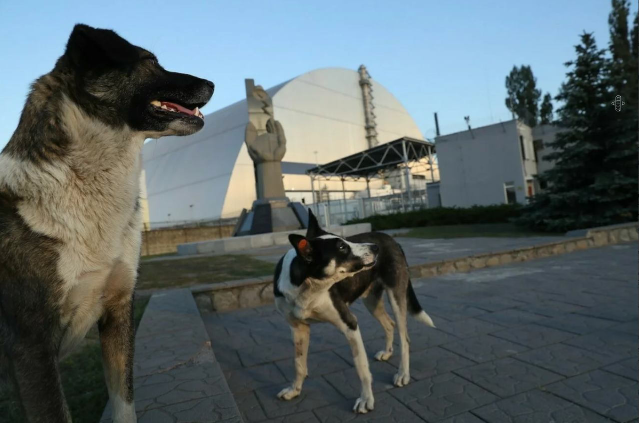 Собаки Чернобыля Припять