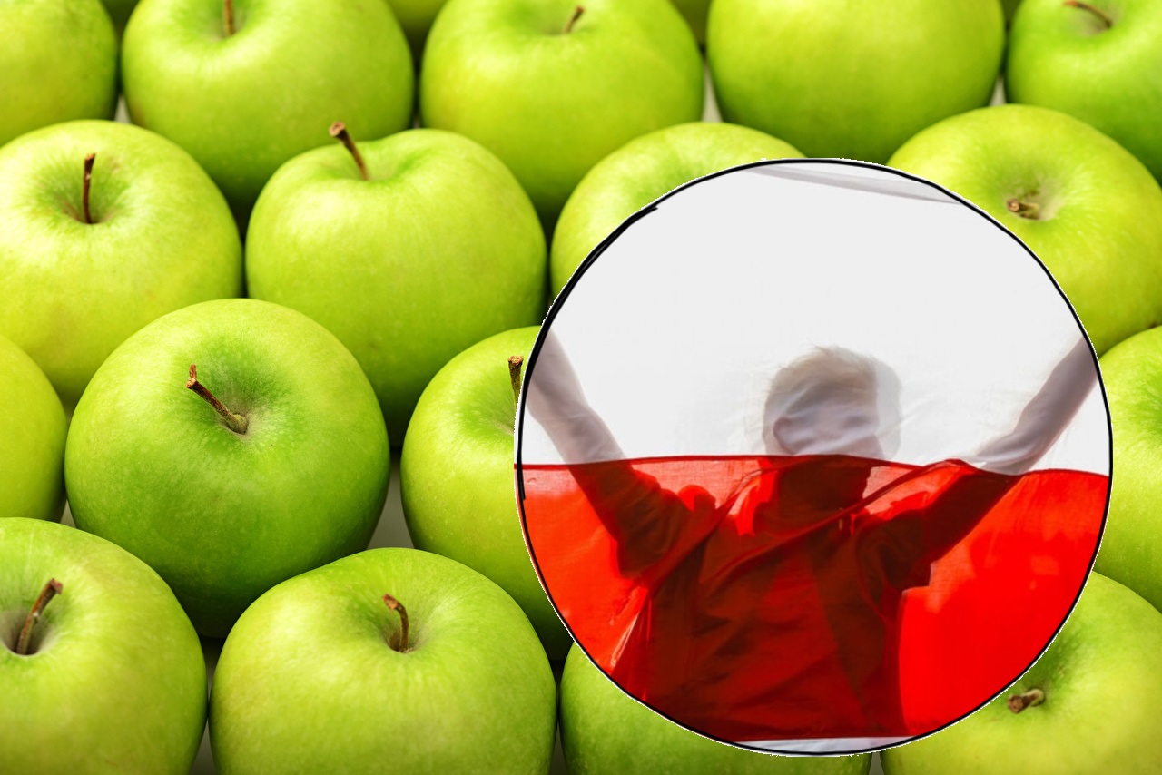 Польские яблоки фото
