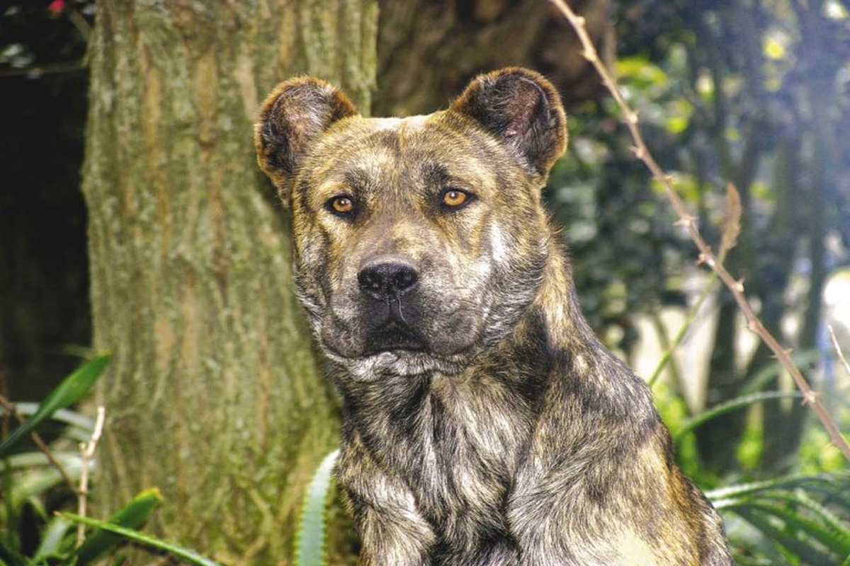 аборигенные породы собак с фотографиями