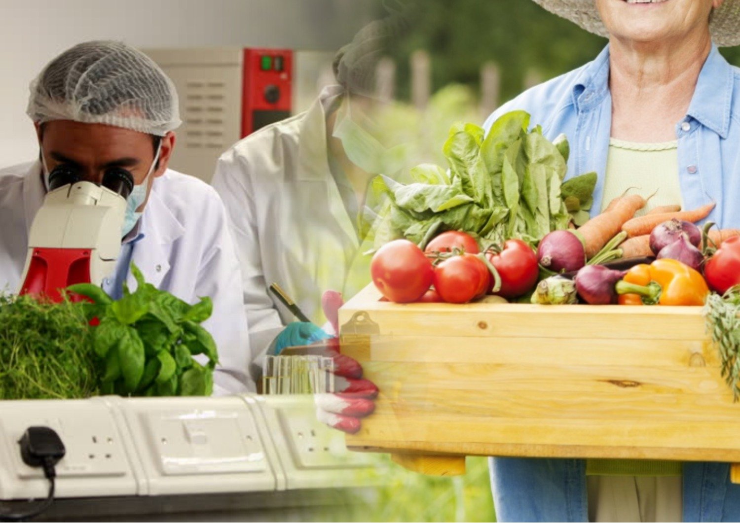 Пестициды в продуктах питания