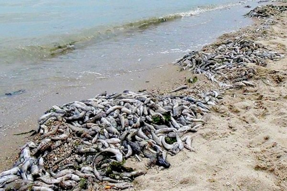 Азовское море змей. Таганрогский залив Азовского моря. Замор бычка в Азовском море. Дохлая рыба в Азовском море. Морские гадюки Азовское море.