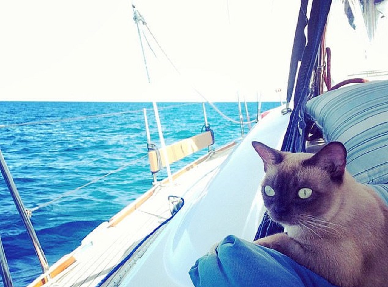 Кошка-мореход покорила Instagram фотографиями своих приключений
