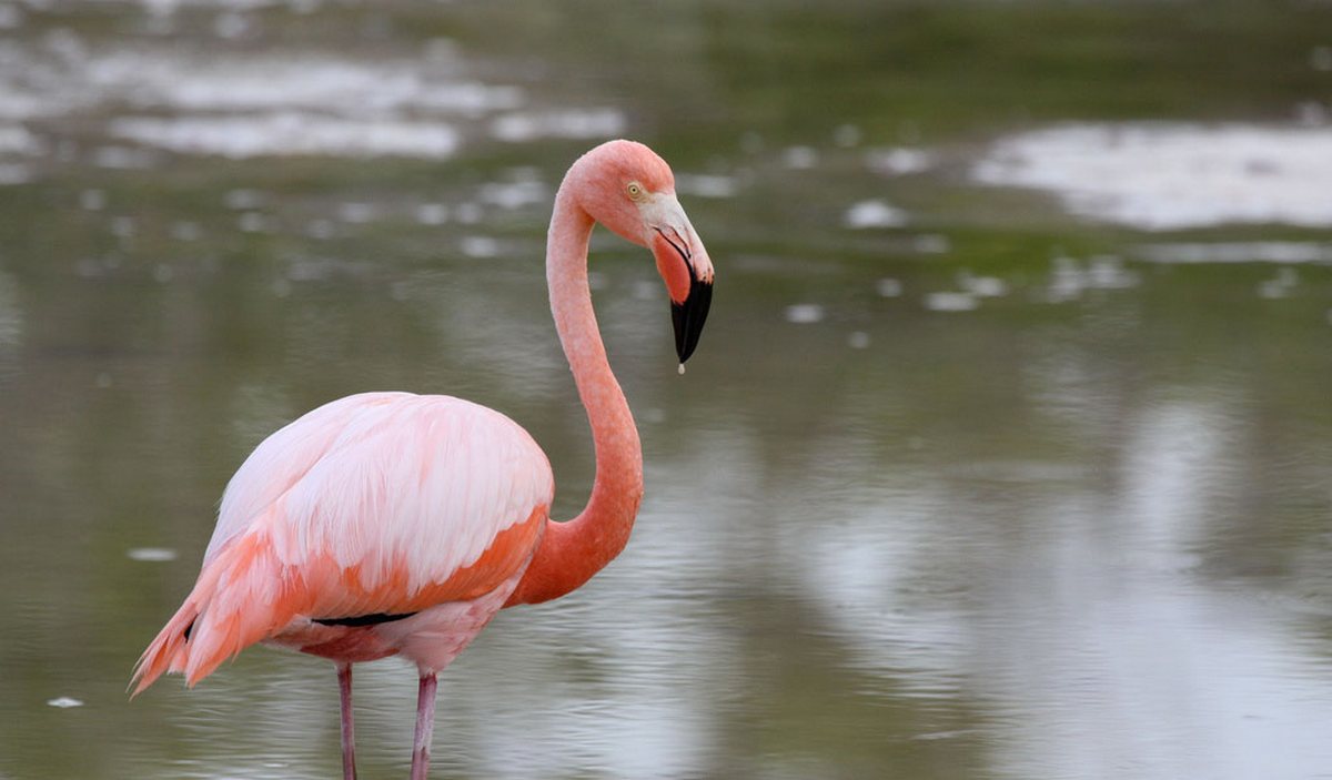 Ростовский зоопарк Фламинго