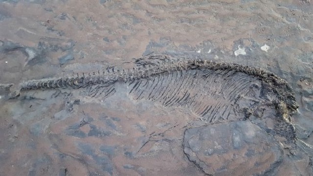 скелет ихтиозавра