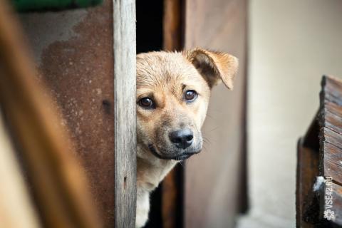В Башкирии требуют наказать подростков, взорвавших щенков петардами