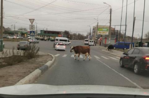 Астраханские коровы соблюдают правила ПДД