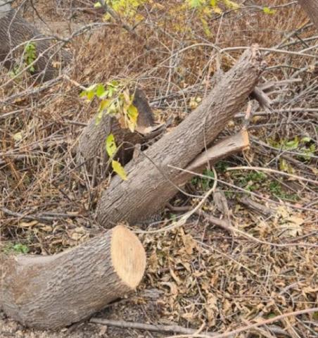 Браконьеры вырубили астраханский лес на 40 млн