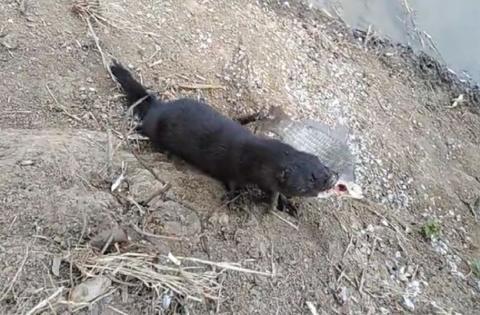 Под Астраханью норки вновь начали совершать нападения на рыбаков