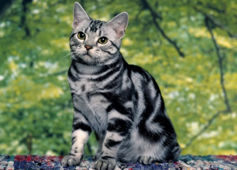 Самые здоровые породы кошек с фотографиями
