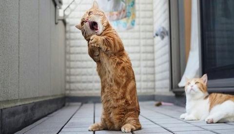 кошка орёт по ночам Почему кошки и коты орут по ночам: как отучить их „плакать“ в ночное время