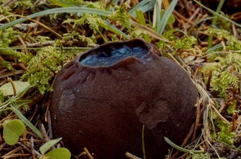 Редчайший «шоколадный» гриб Саркосома шаровидная появился в лесах России