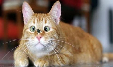 кот 22 необычных кота, они в прошлой жизни точно были людьми