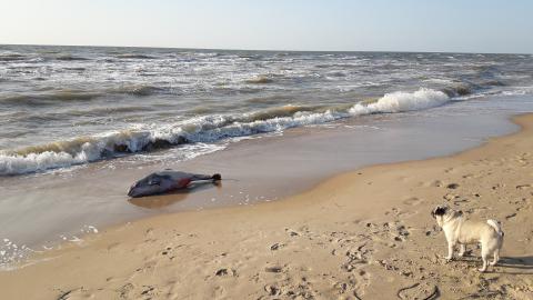 дельфин мёртвый выбросило берег море пляж 