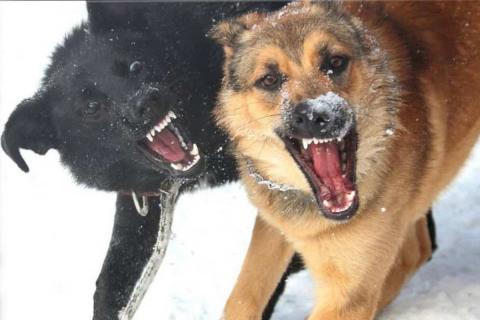 В Астраханской области бродячие собаки покусали почти пять тысяч человек с начала 2023 года