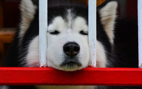 В США запретили временно ввозить собак из России