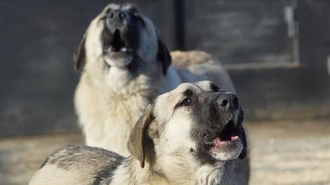 Астраханские власти предложили радикальный способ решения проблемы бродячих собак