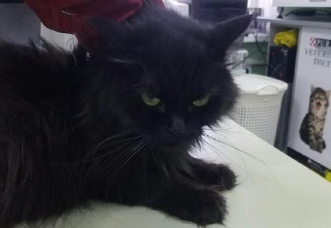 кошка