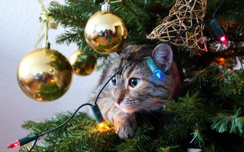 кошка на елке