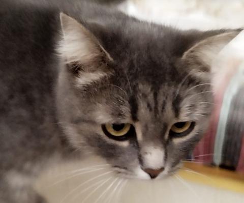 Женщина арестована после того, как в ее морозилке нашли около 100 туш кошек