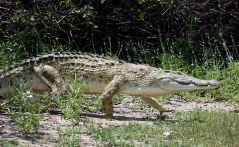 В Батайске пятые сутки ищут сбежавшего крокодила