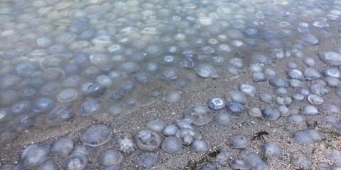 Медузы в море
