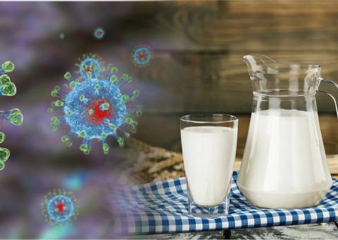 молоко и коронавирус