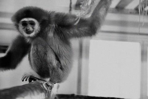 В карельском зоопарке умерли три обезьяны, которых накормили конфетами посетители