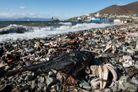 Последствия загрязнения океана на Камчатке
