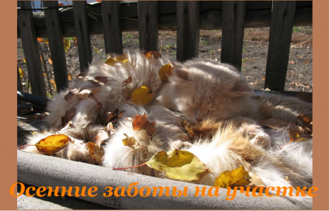 Осенний кот Осень на усадьбе