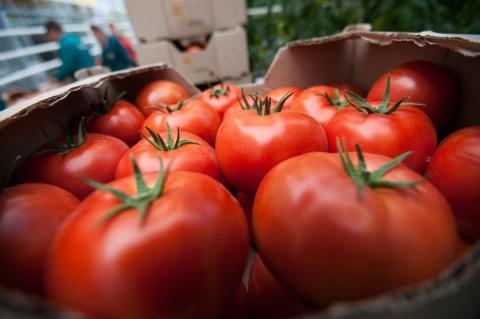 цены на помидоры в Астрахани 