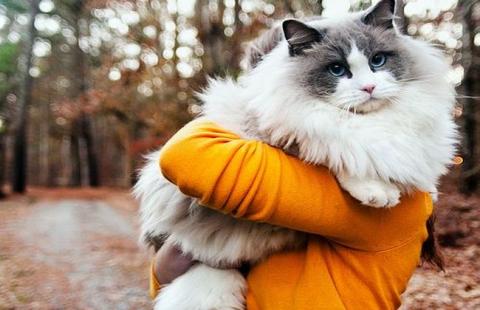 Порода кошек которые любят лежать на руках