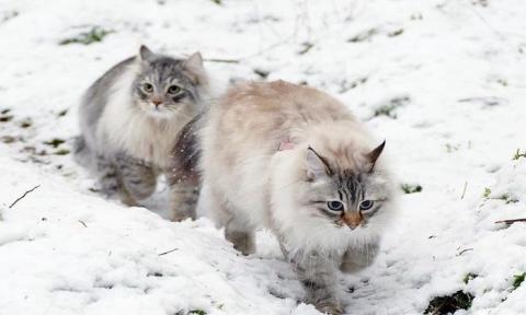 породы русских кошек Самые известные и красивые породы русских кошек (видео)
