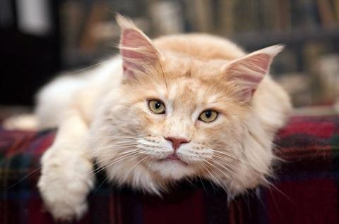 породы ласковых кошек ТОП-10 самых милых и ласковых пород кошек, фото