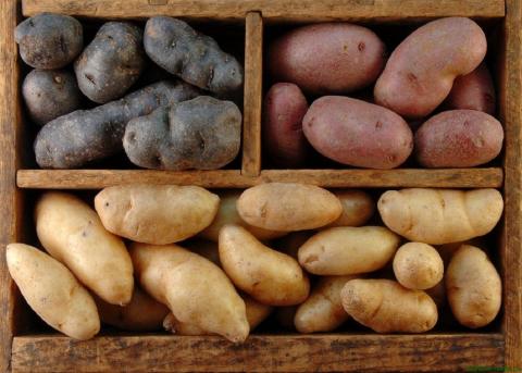 Как сохранить собранный картофель на зиму: тонкости долгого хранения урожая 